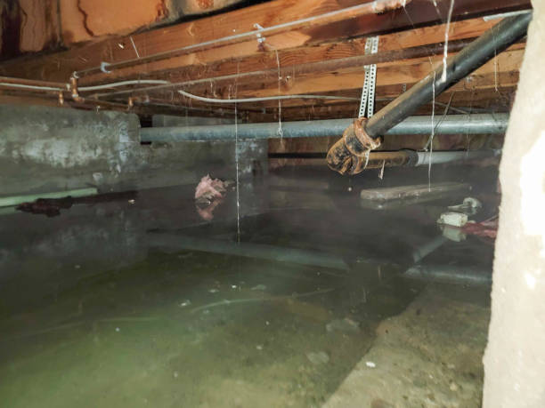 Best Commercial water damage restoration  in Daisetta, TX