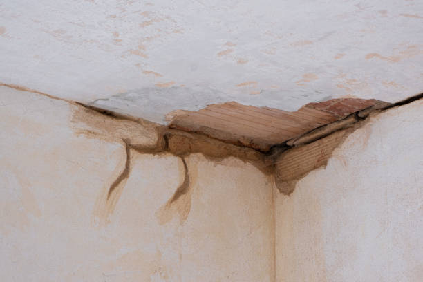 Best Professional water damage repair  in Daisetta, TX